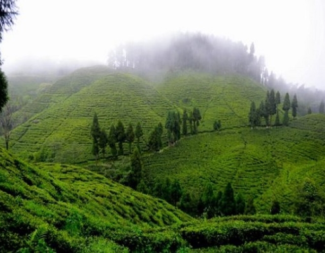 Goodricke-Group-Limiteds-Darjeeling-Gardens-Achieve-Remarkable-Carbon-Sequestration-Milestone.jpg